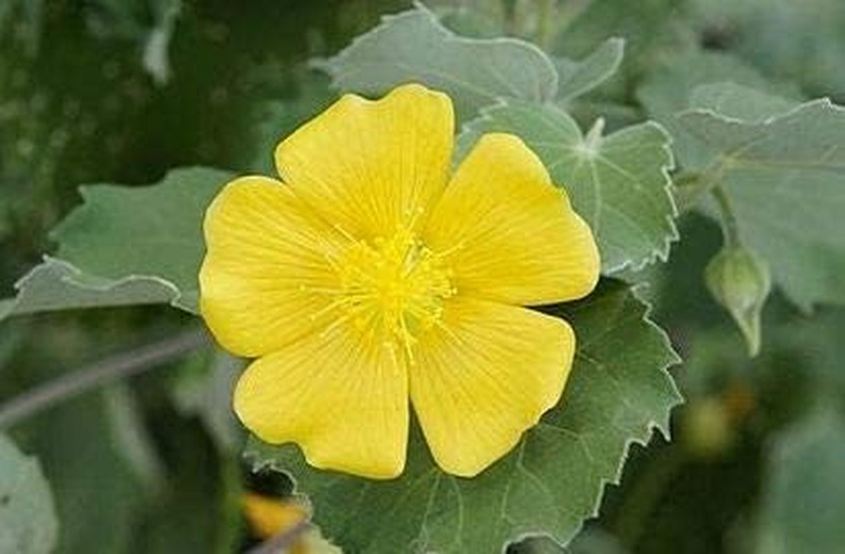 CROW Natural Atibala Leaf Powder (Abutilon Indicum) Kangi Powder Indian Mallow (200 Gm)