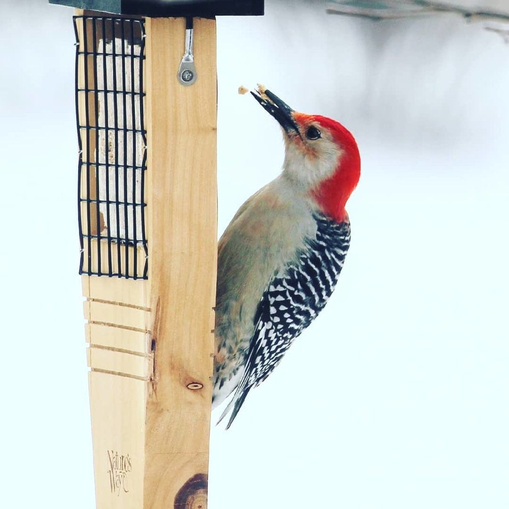 'Nature'S Way Cedar Suet Tail Prop Bird Feeder 1 Cake, Brown