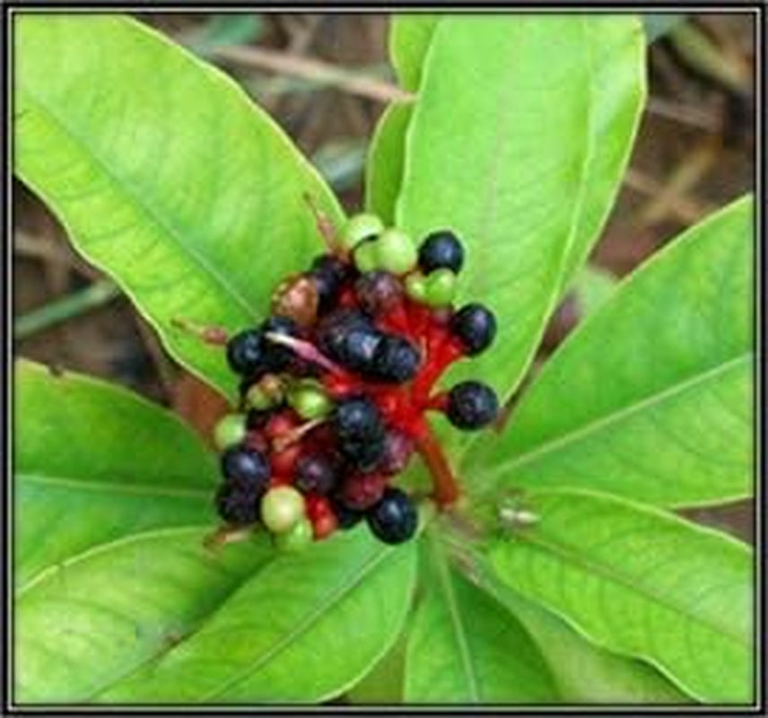 Admart Sarpagandha Powder 100G | Devil Pepper | Amal Pori | Rauvolfia Serpentina Powder