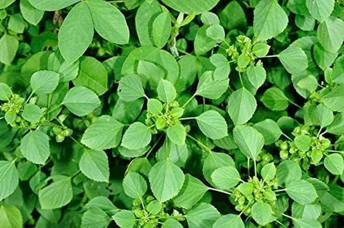 TARIN Neotea Kuppaimeni Powder Acalypha Indica 300G