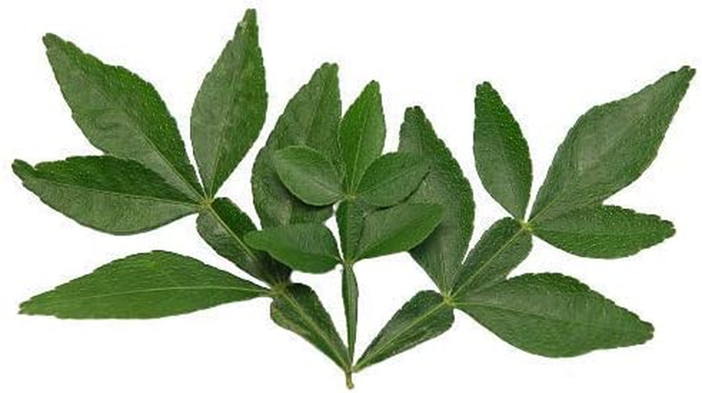 Veena Bel Leaf Powder BEL Leaf Powder BEL PATTA Powder BEL PATRA Powder BAILPATR Bail PATR AEGLE MARMELOS (1 Kg)