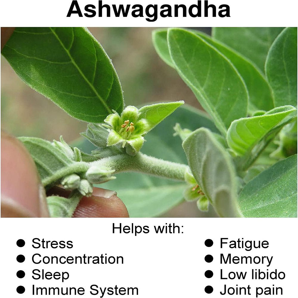 Hybrid Nutraceuticals Organic Ashwagandha Supplement 1300Mg with Black Pepper - Anxiety & Stress Relief, Enhance Mood - 60 Capsules