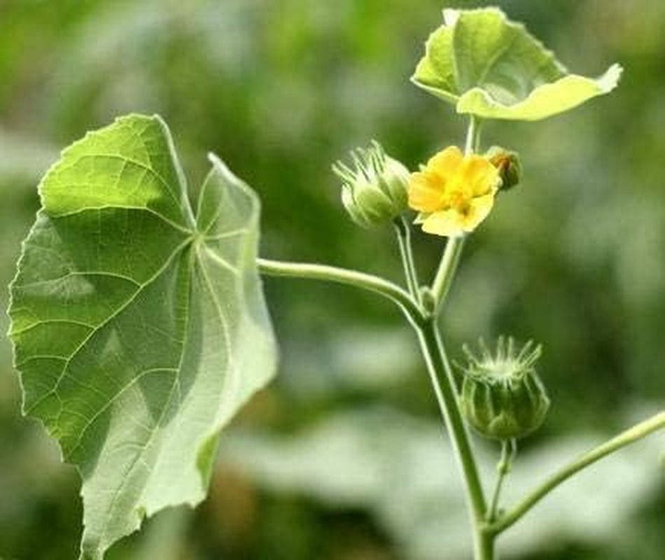 CROW Natural Atibala Leaf Powder (Abutilon Indicum) Kangi Powder Indian Mallow (200 Gm)