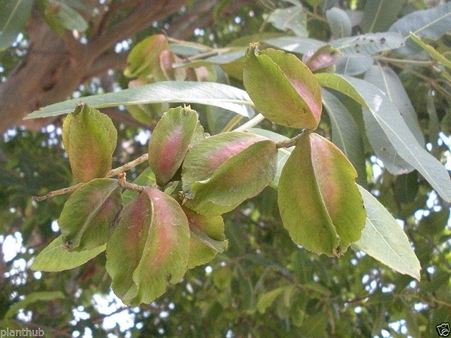 Pexal Neotea Marutham Pattai Powder (Terminalia Arjuna), 300 G