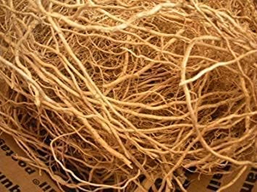 MIYUU SAARA Vetiver Root (50 Gram)