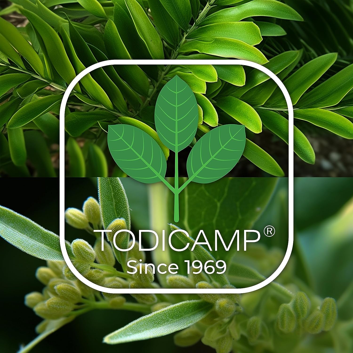 TODICAMP Fadogia Agrestis 20:1 with Tongkat Ali 1000Mg Complex Longjack Tongkat Ali Extract with Fadogia Agrestis 600Mg Supplement - 60 Days Supply