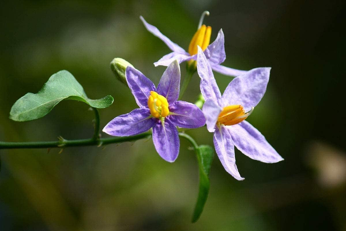 CROW Thuthuvalai Powder (Solanum Trilobatum),100Grams