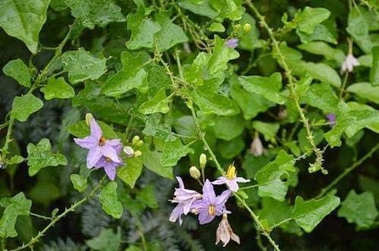 CROW Thuthuvalai Powder (Solanum Trilobatum),100Grams