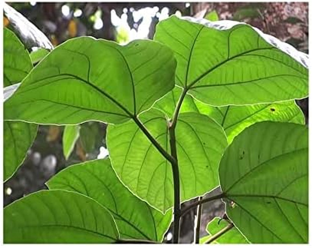 MIYUU Valli Organics® Fig Leaves/Athi Ilai Powder 100Gm